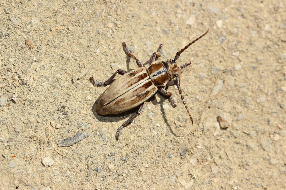 Iberodorcadion molitor (Fabricius, 1775)