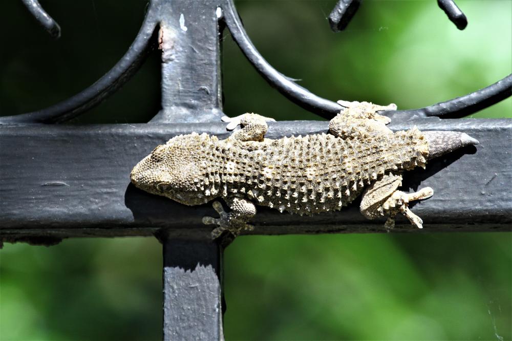 Tarente de Maurétanie Tarentola mauritanica (Linnaeus, 1758)