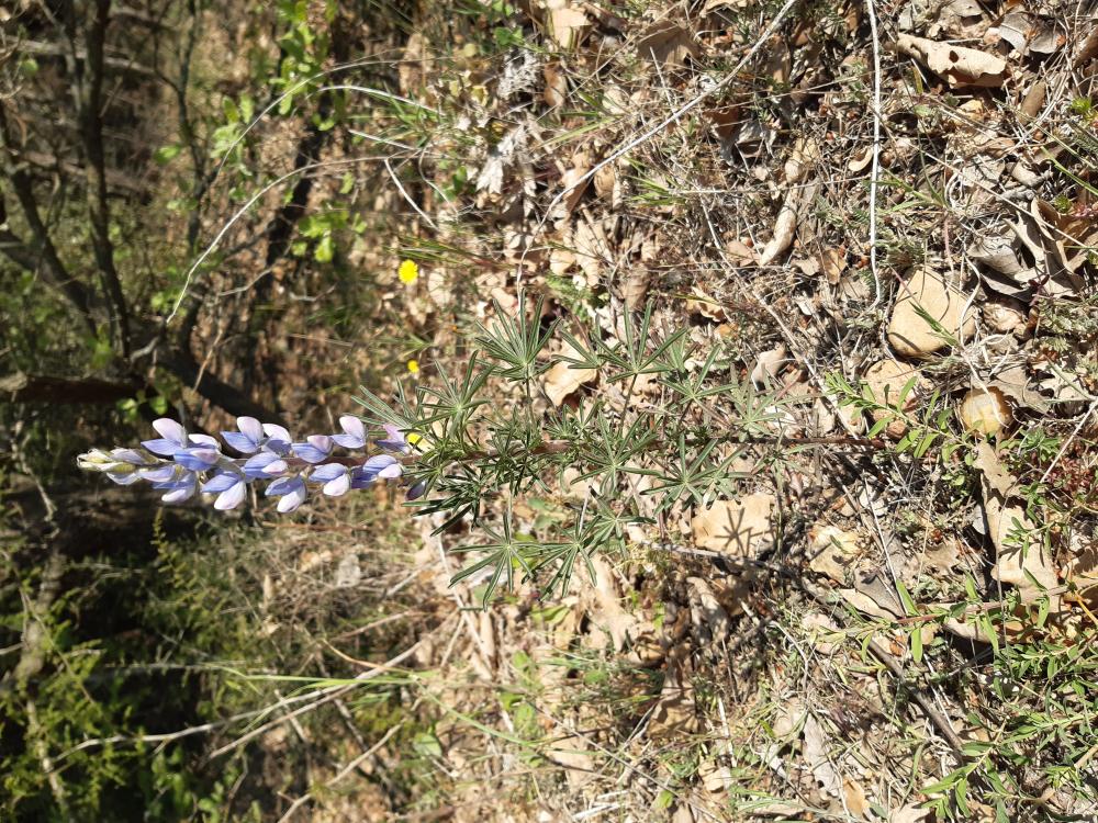 Lupin réticulé, Lupin bleu Lupinus angustifolius L., 1753