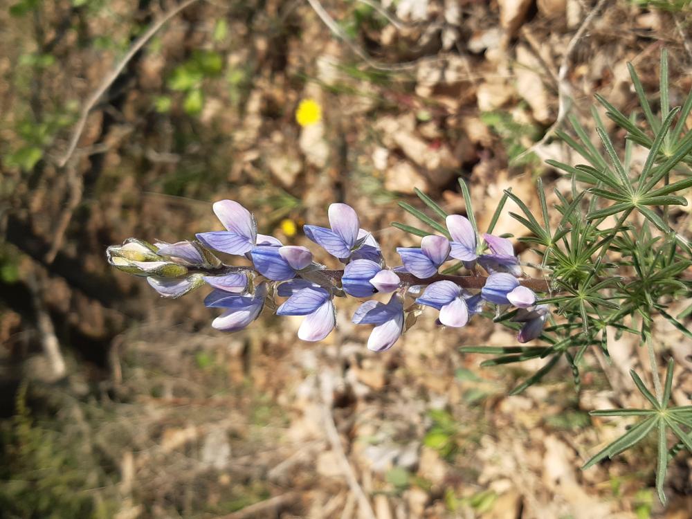 Lupin réticulé, Lupin bleu Lupinus angustifolius L., 1753