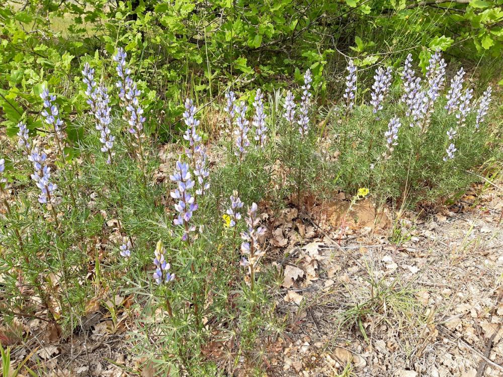 Lupin réticulé, Lupin bleu Lupinus angustifolius L., 1753