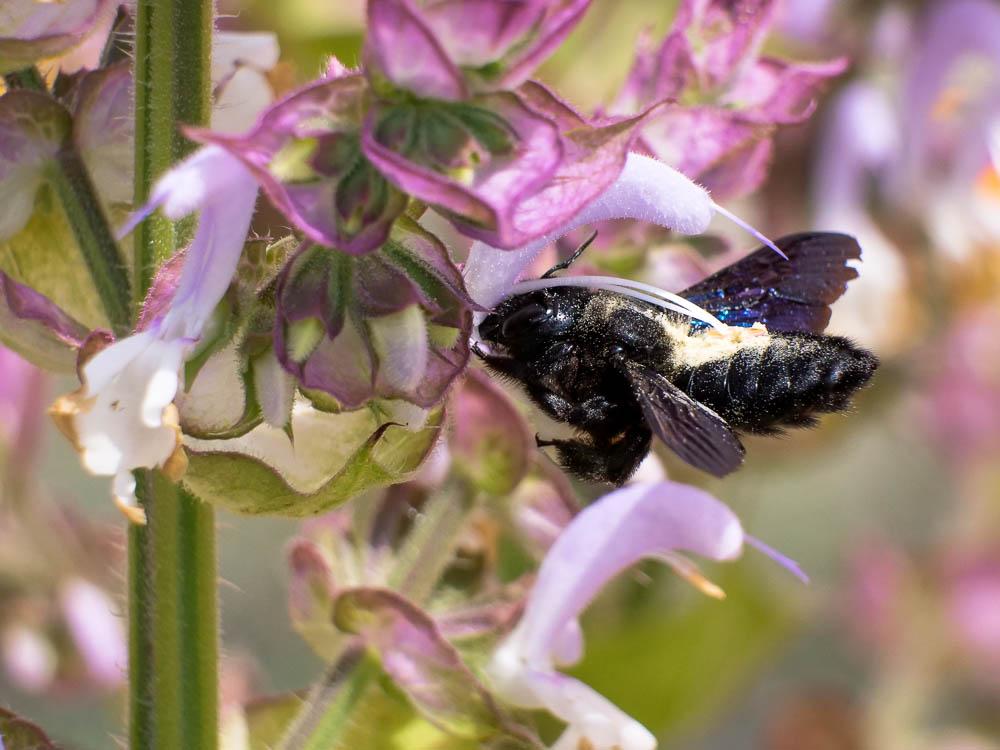 Abeille charpentière, Xylocope violet Xylocopa violacea (Linnaeus, 1758)