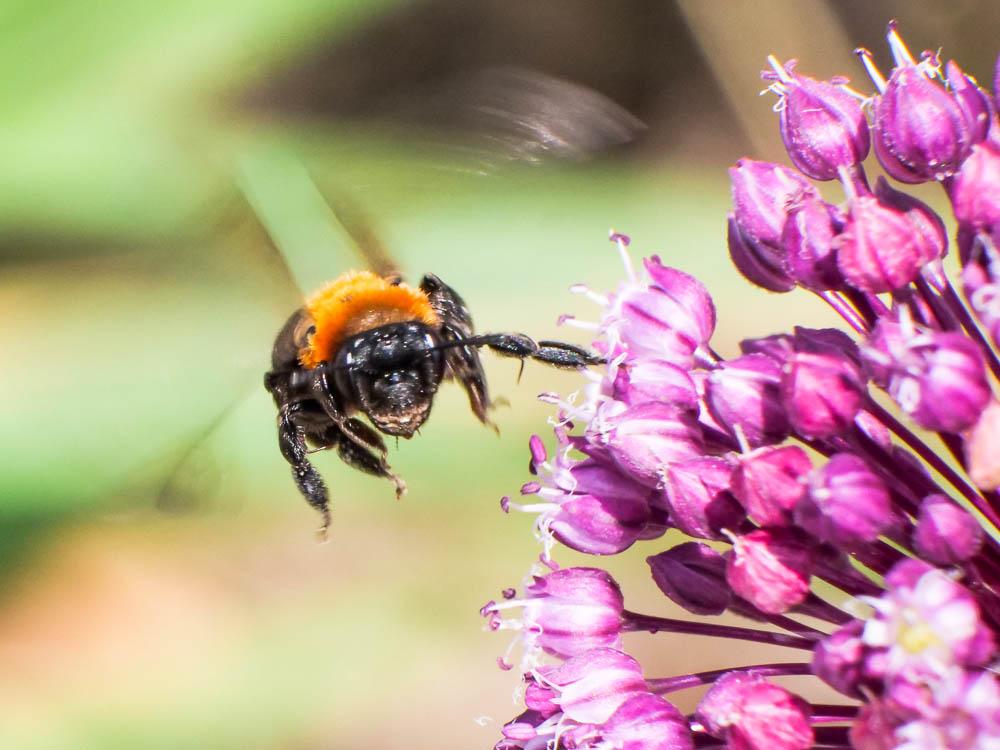  Andrena thoracica (Fabricius, 1775)