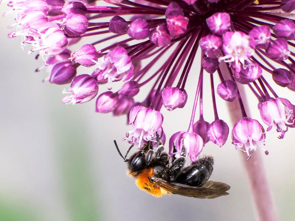 Andrena thoracica (Fabricius, 1775)
