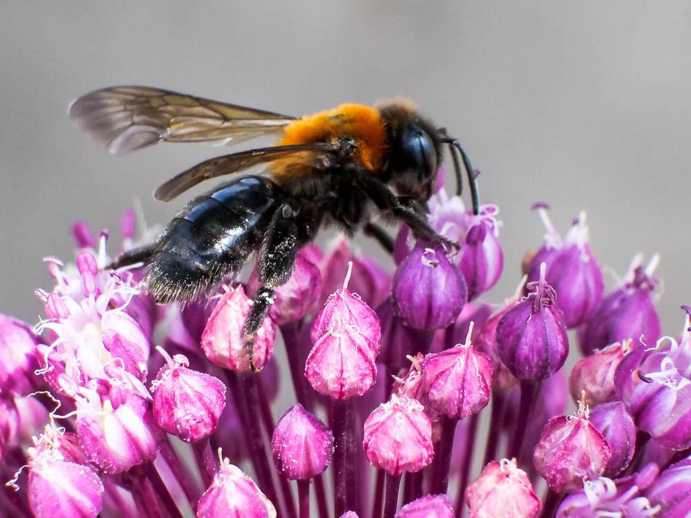  Andrena thoracica (Fabricius, 1775)