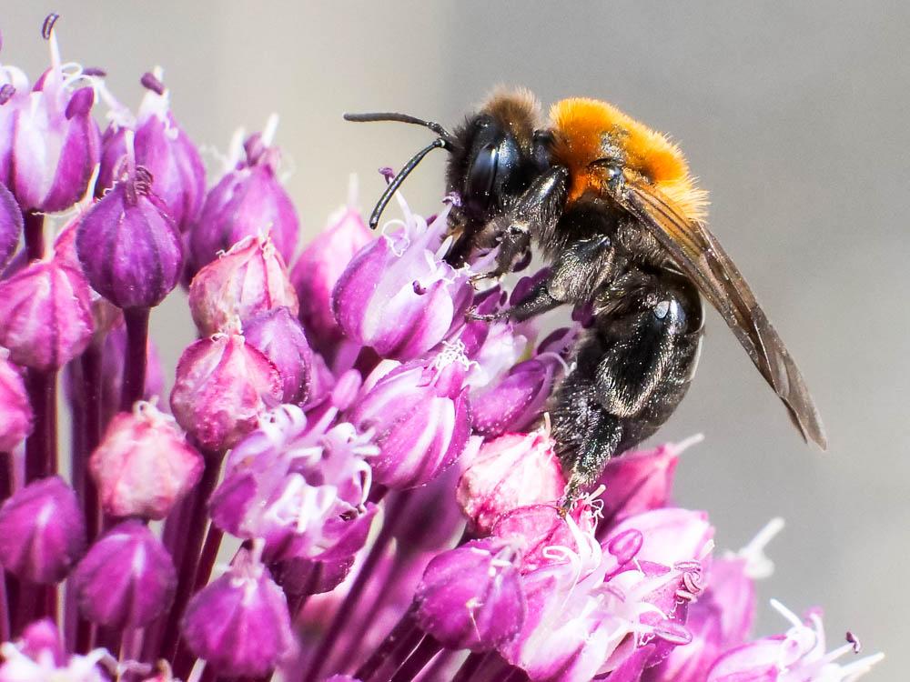  Andrena thoracica (Fabricius, 1775)