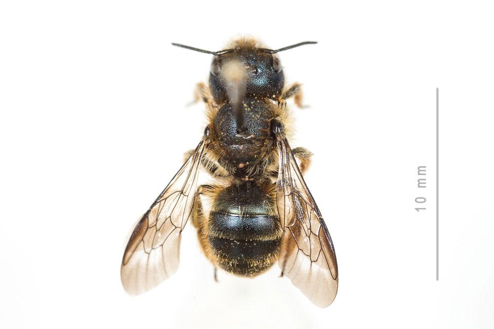  Osmia brevicornis (Fabricius, 1798)