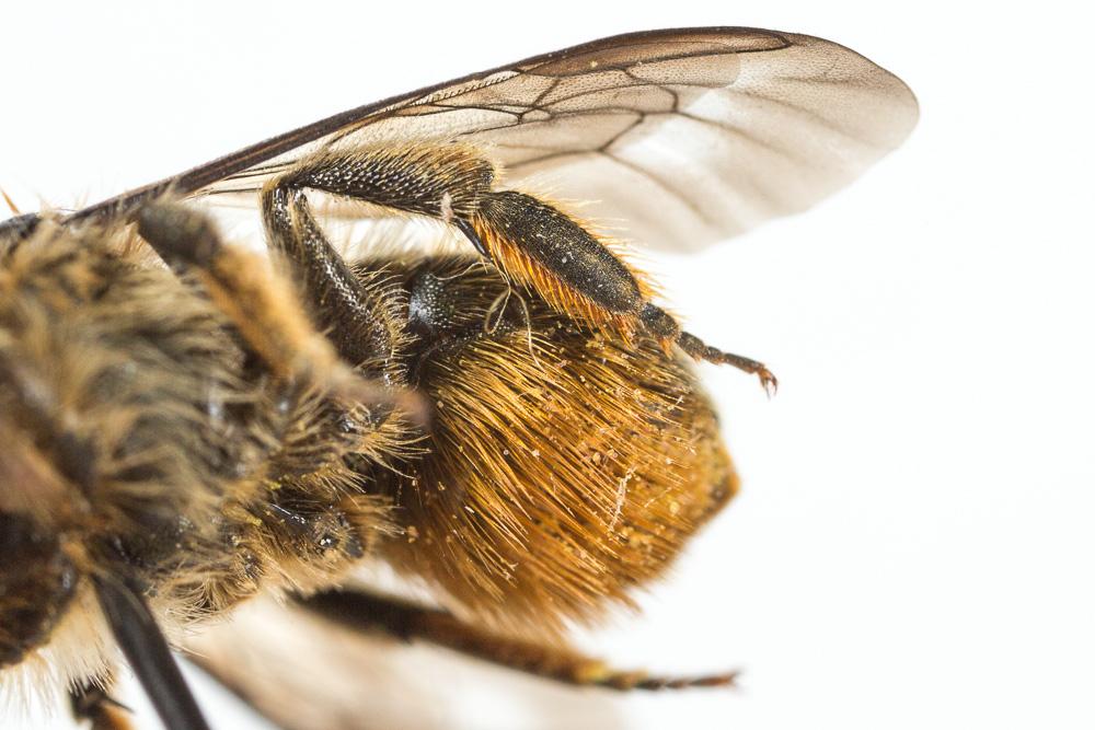  Osmia brevicornis (Fabricius, 1798)