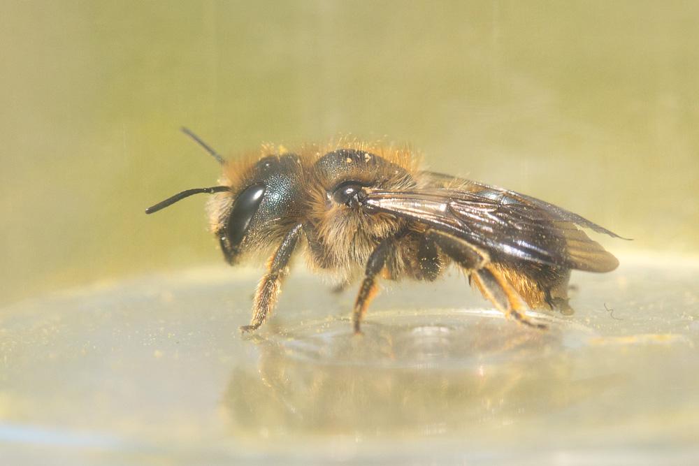  Osmia brevicornis (Fabricius, 1798)