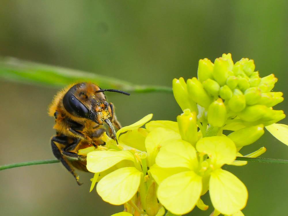  Osmia niveata (Fabricius, 1804)