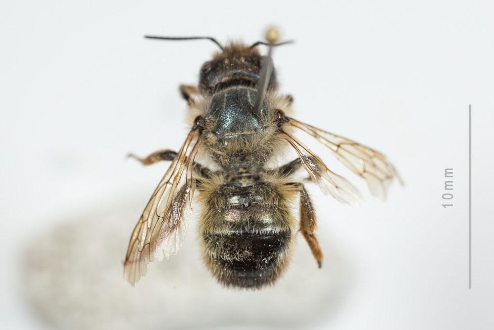 Osmie rousse Osmia bicornis (Linnaeus, 1758)