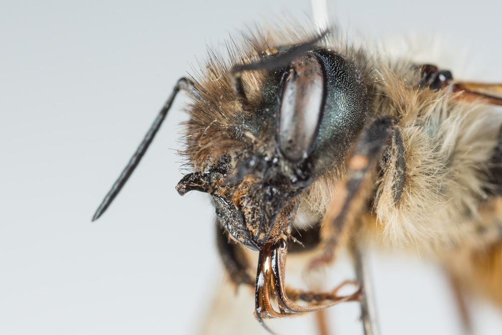 Osmie rousse Osmia bicornis (Linnaeus, 1758)