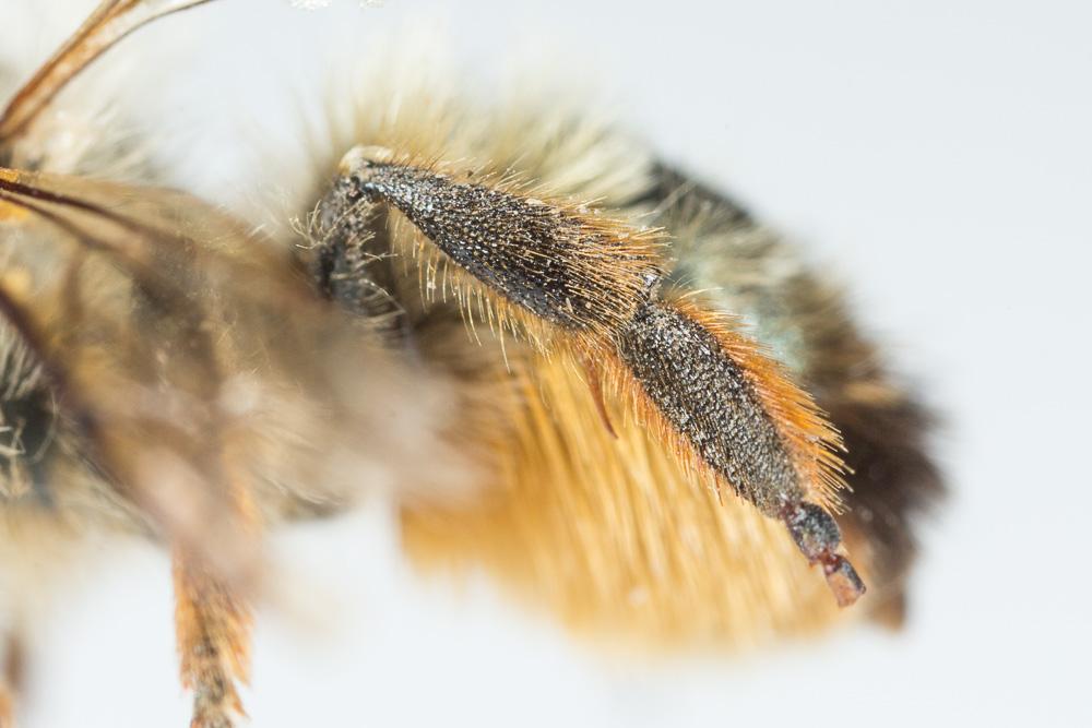 Osmie rousse Osmia bicornis (Linnaeus, 1758)