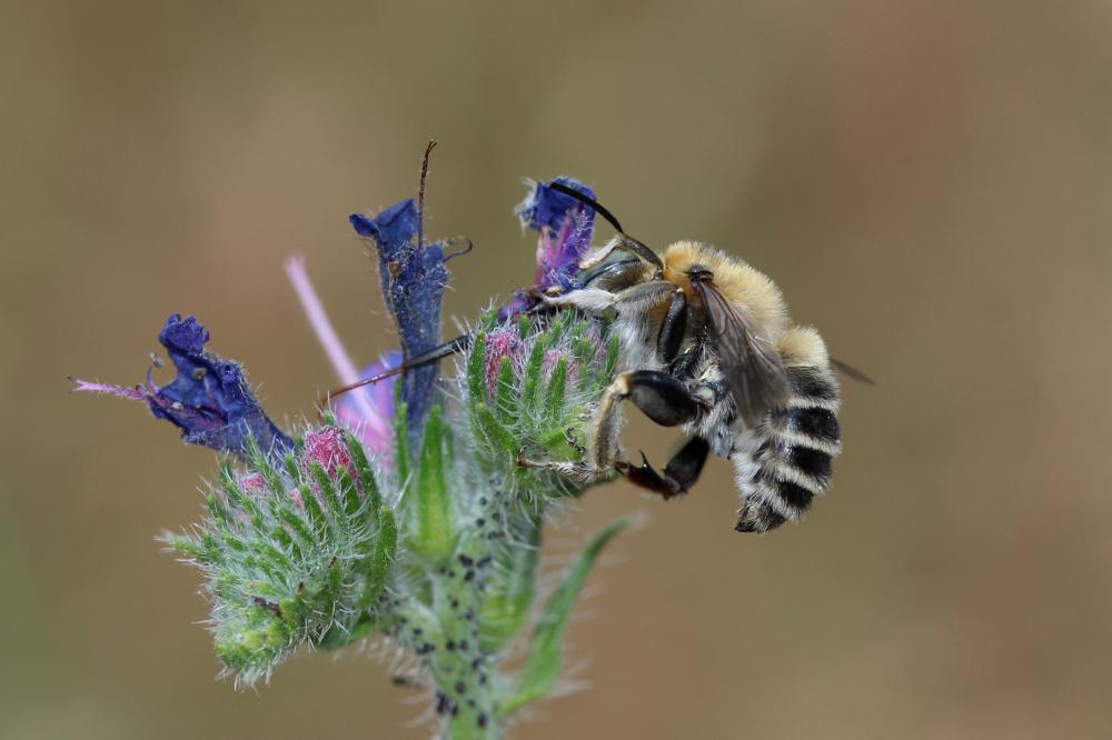 Anthophore cuissarde Anthophora femorata (Olivier, 1789)