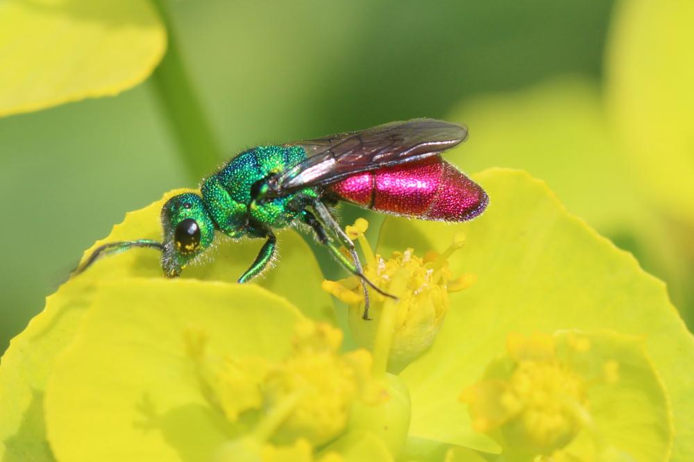  Chrysura Dahlbom, 1845