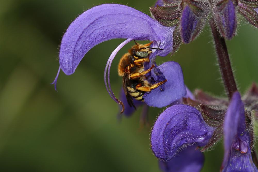 Rhodanthidium septemdentatum (Latreille, 1809)