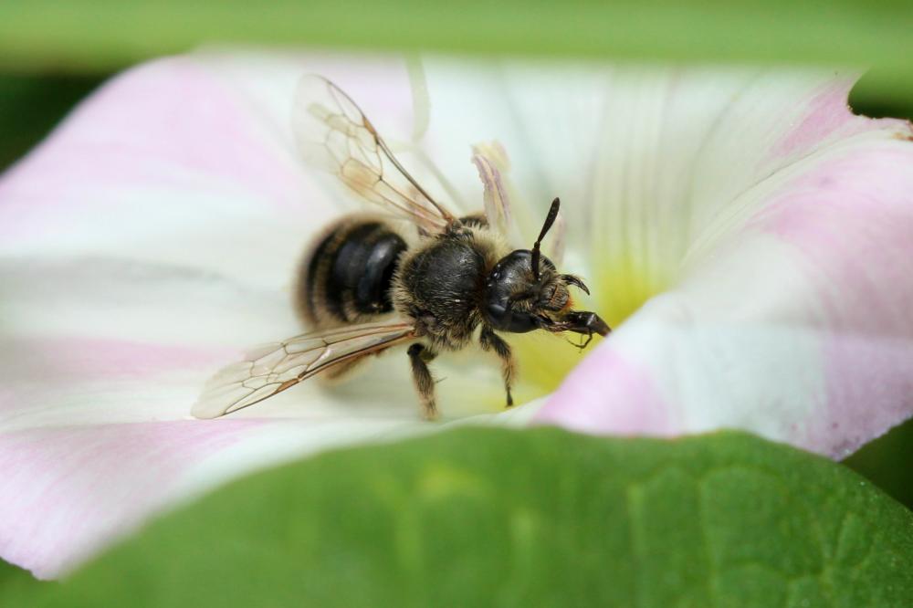  Systropha curvicornis (Scopoli, 1770)