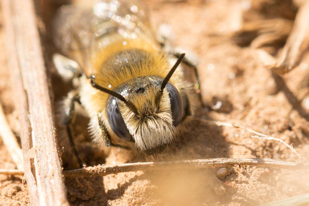 Hoplitis cristatula (van der Zanden, 1990)