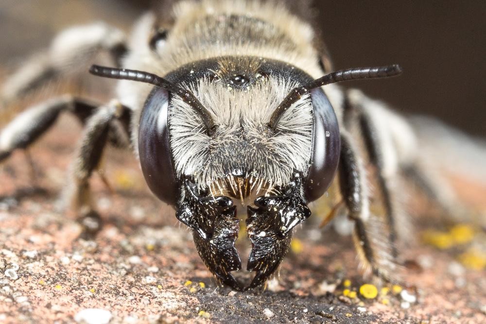 Hoplitis cristatula (van der Zanden, 1990)