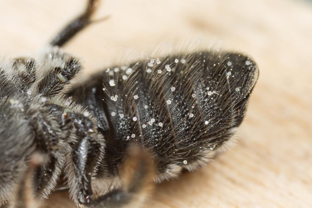 Hoplitis cristatula (van der Zanden, 1990)