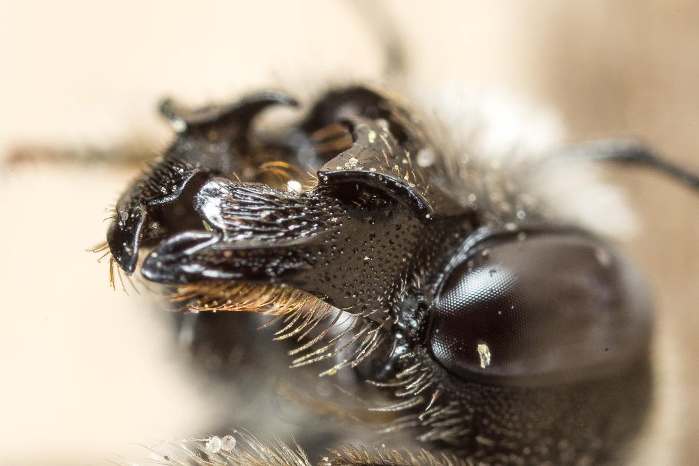  Hoplitis cristatula (van der Zanden, 1990)
