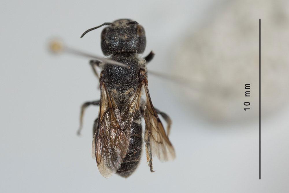 Osmia anceyi Pérez, 1879
