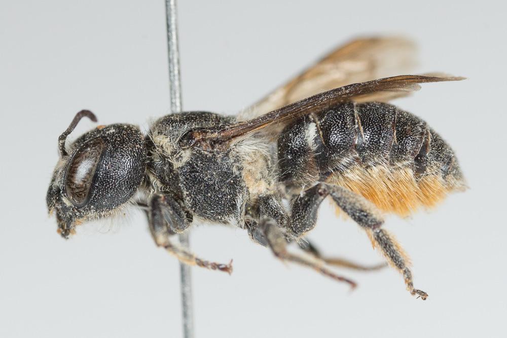  Osmia anceyi Pérez, 1879