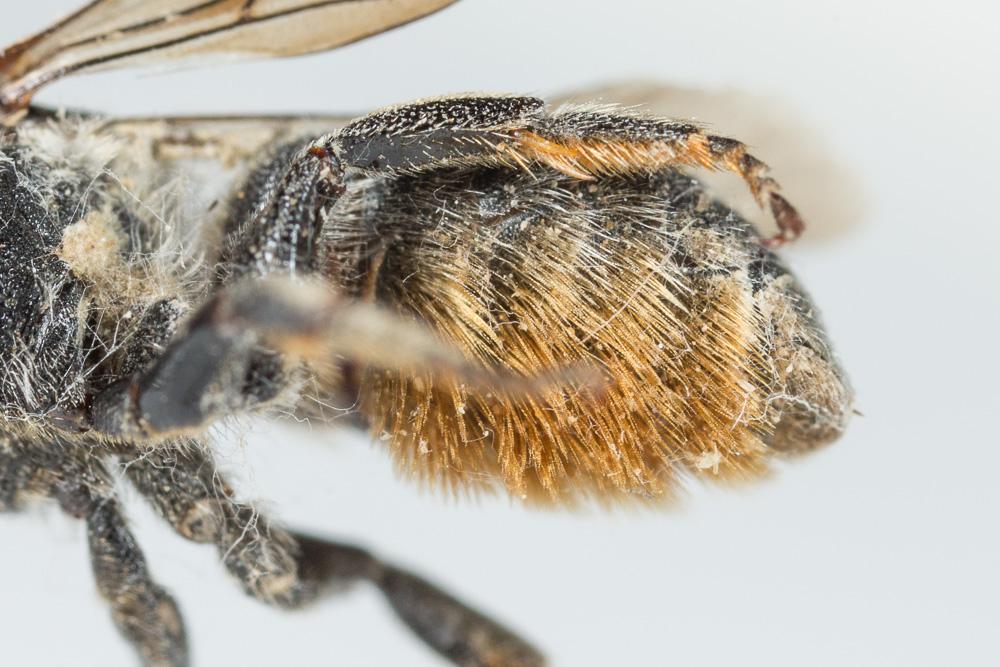  Osmia anceyi Pérez, 1879
