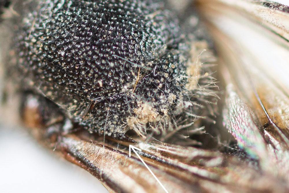  Osmia anceyi Pérez, 1879