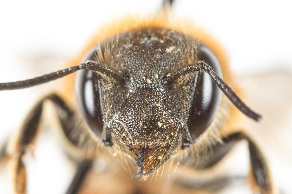  Osmia aurulenta (Panzer, 1799)