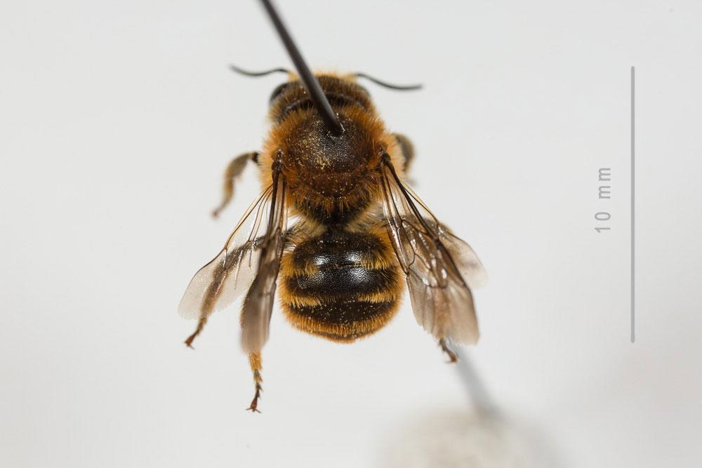  Osmia aurulenta (Panzer, 1799)