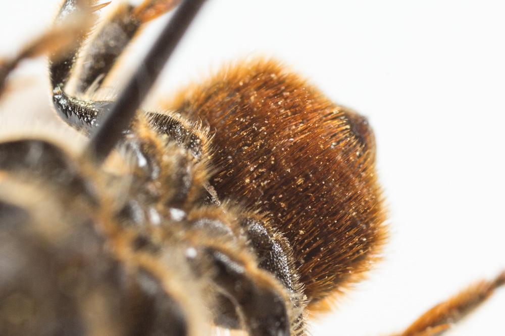  Osmia aurulenta (Panzer, 1799)