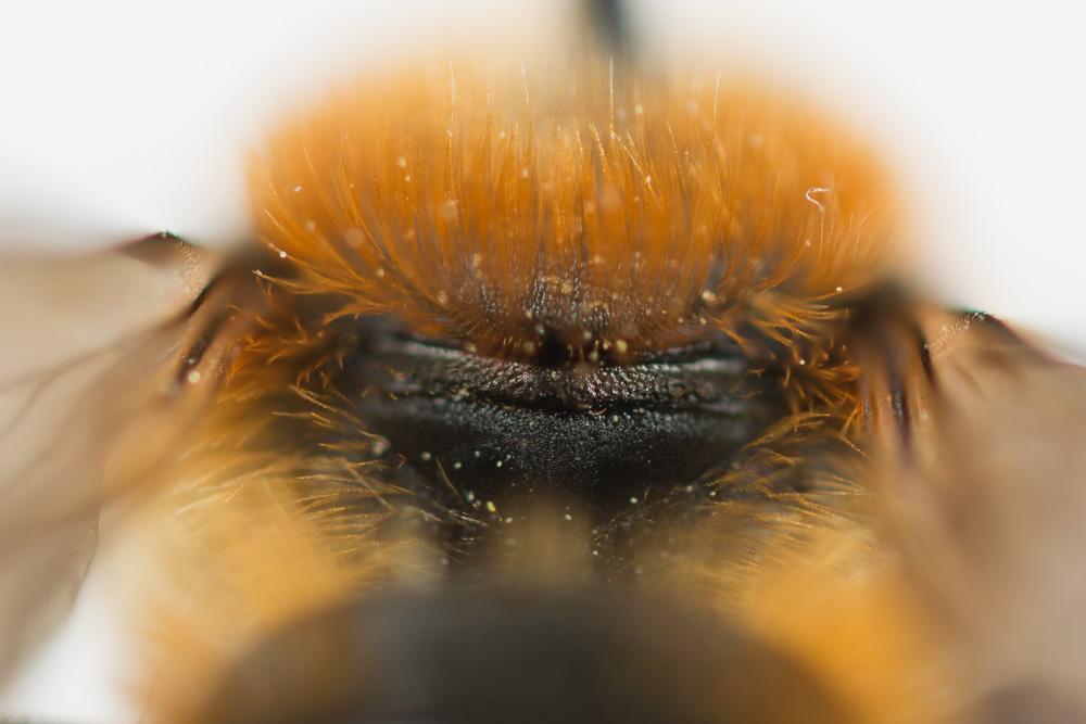  Osmia aurulenta (Panzer, 1799)