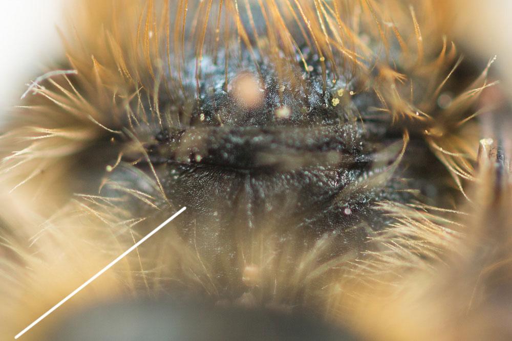  Osmia brevicornis (Fabricius, 1798)