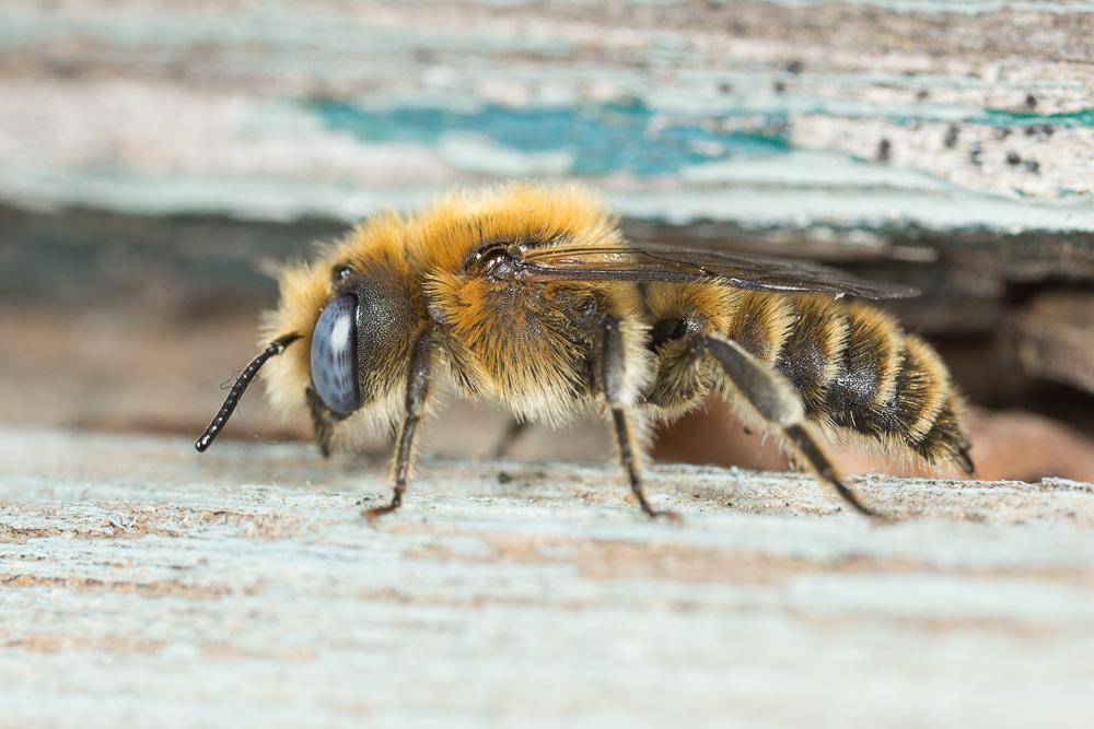  Hoplitis cristatula (van der Zanden, 1990)