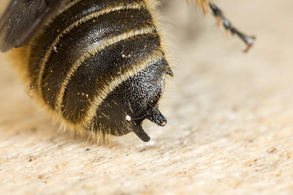  Hoplitis cristatula (van der Zanden, 1990)