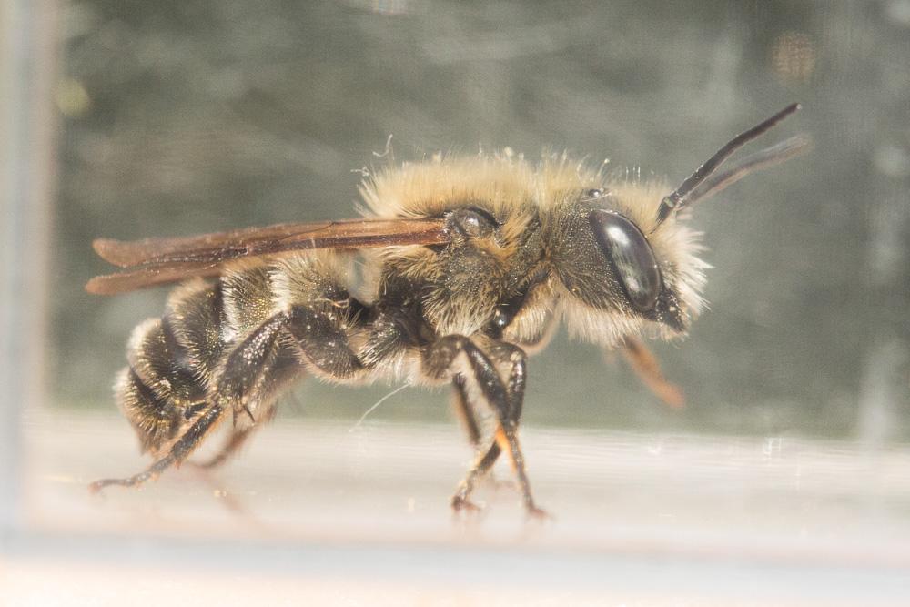  Osmia latreillei (Spinola, 1806)