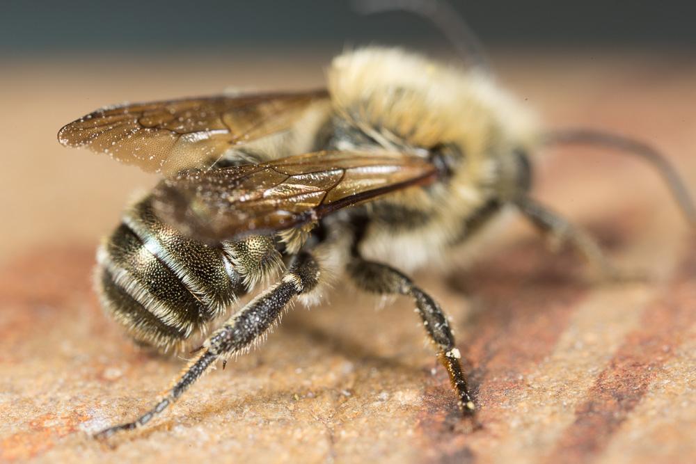  Osmia latreillei (Spinola, 1806)
