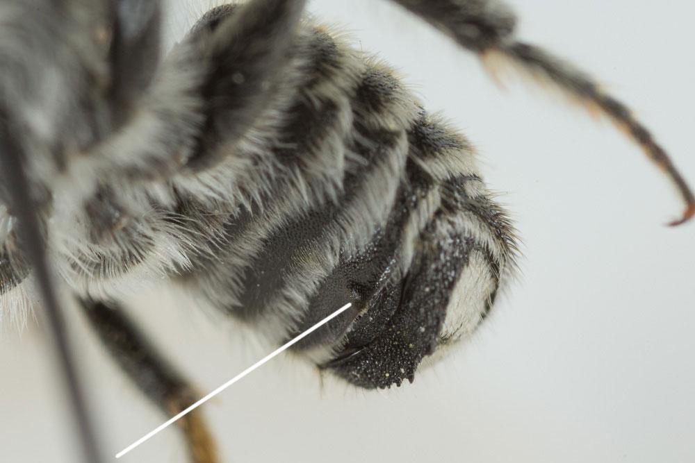  Megachile pilidens Alfken, 1924
