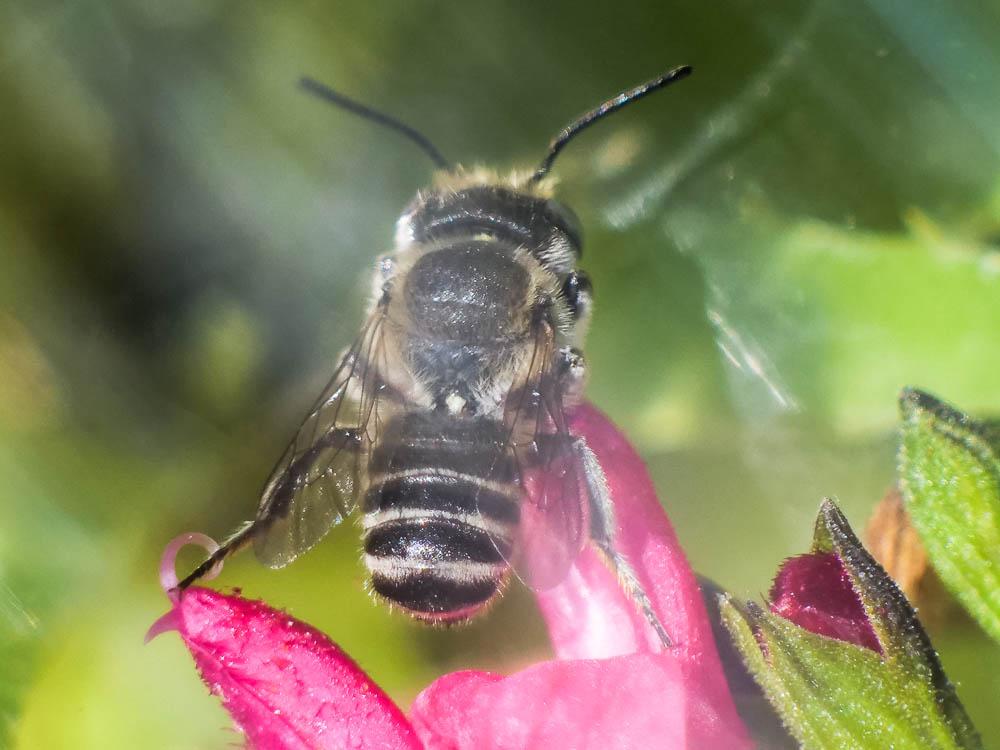 Megachile pilidens Alfken, 1924