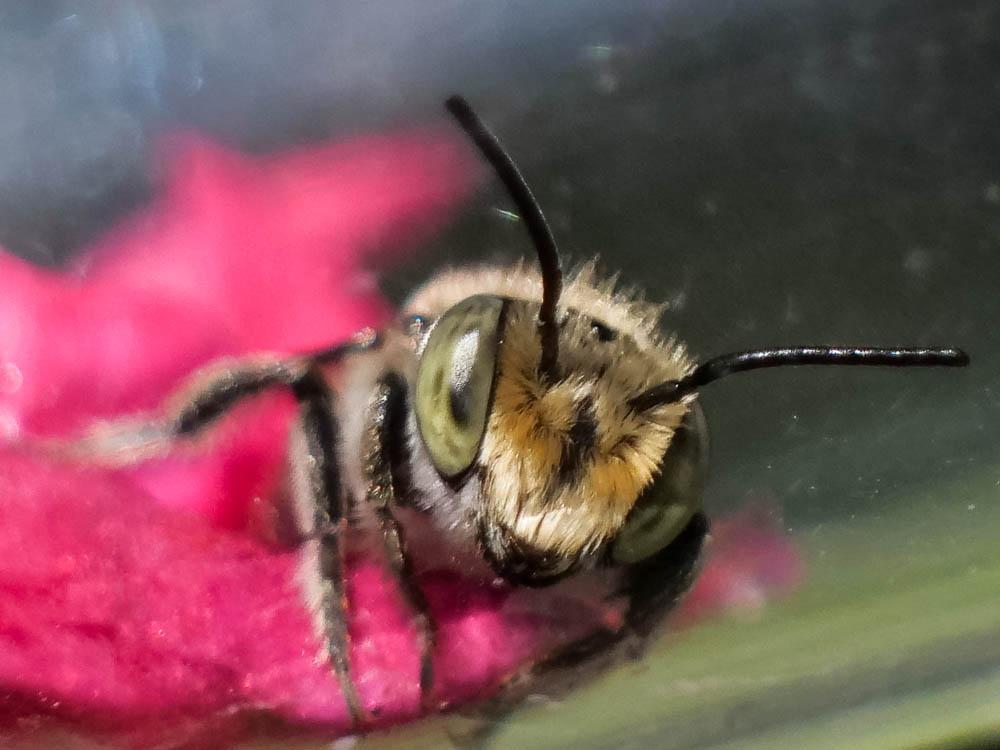 Megachile pilidens Alfken, 1924