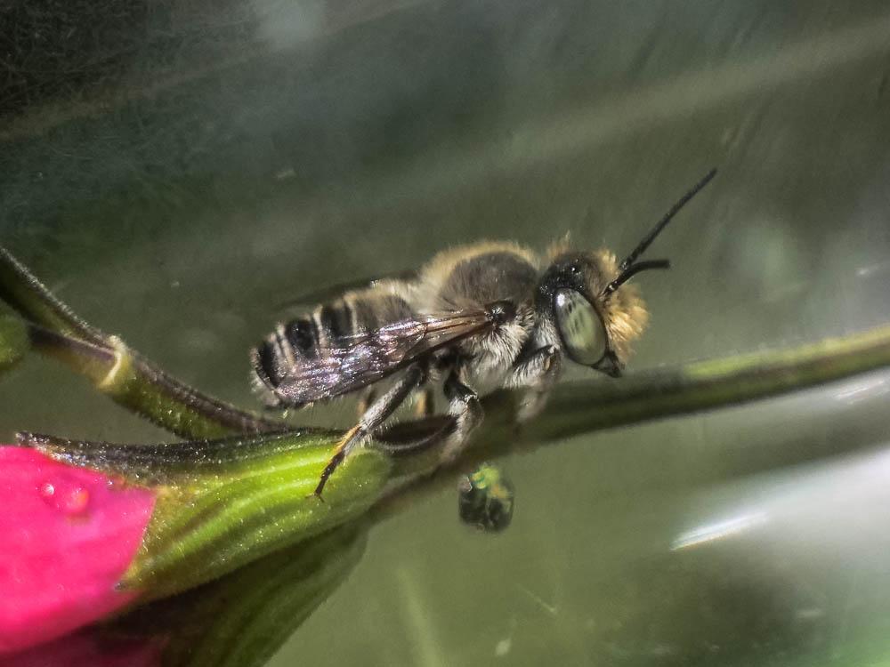  Megachile pilidens Alfken, 1924