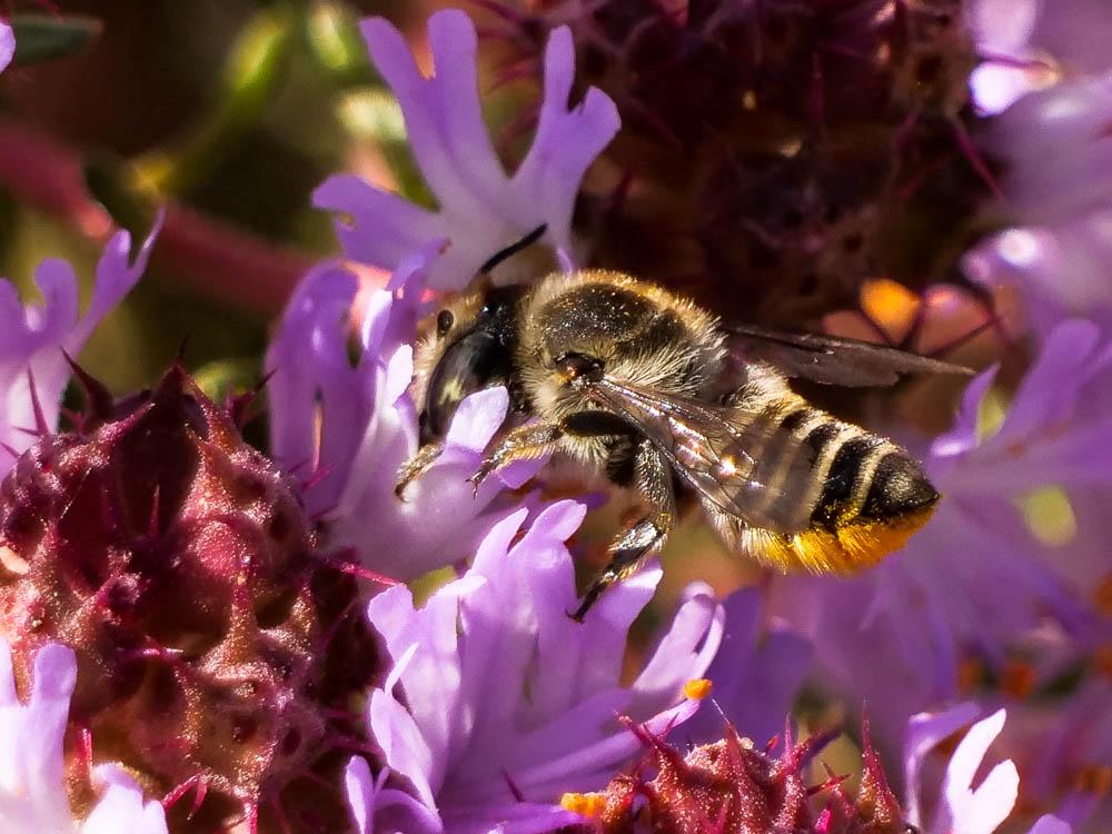  Megachile pilidens Alfken, 1924