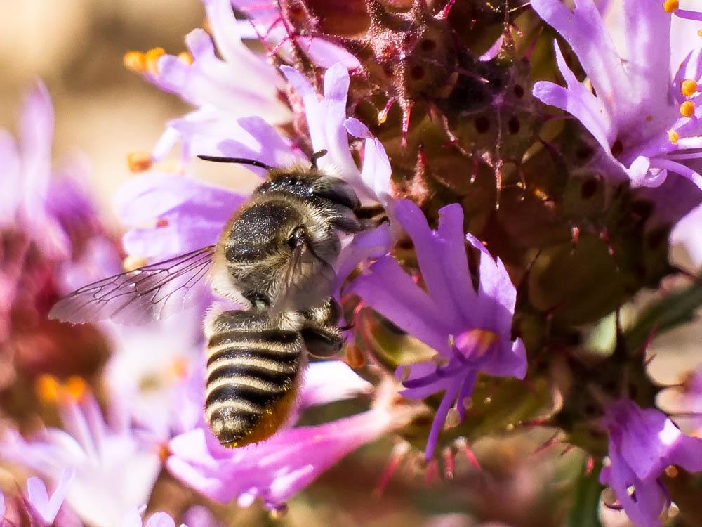  Megachile pilidens Alfken, 1924