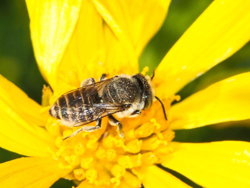Megachile pilidens Alfken, 1924