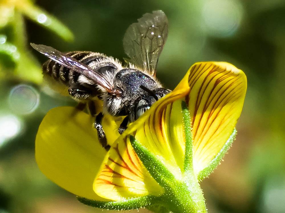  Megachile pilidens Alfken, 1924
