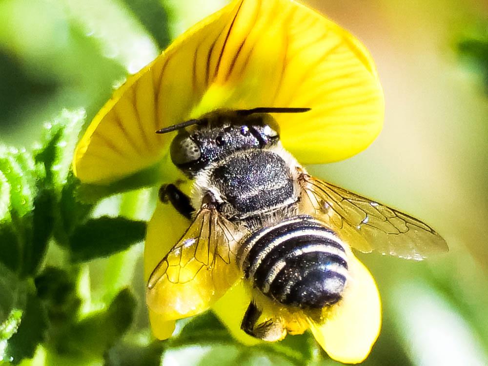  Megachile pilidens Alfken, 1924