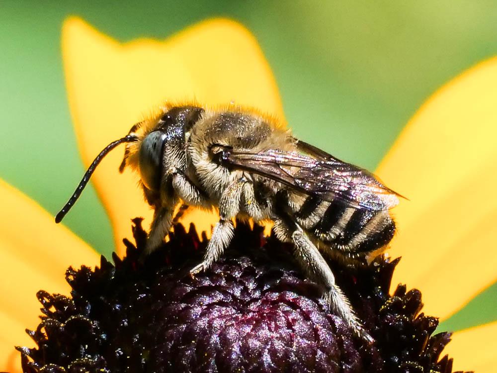  Megachile pilidens Alfken, 1924
