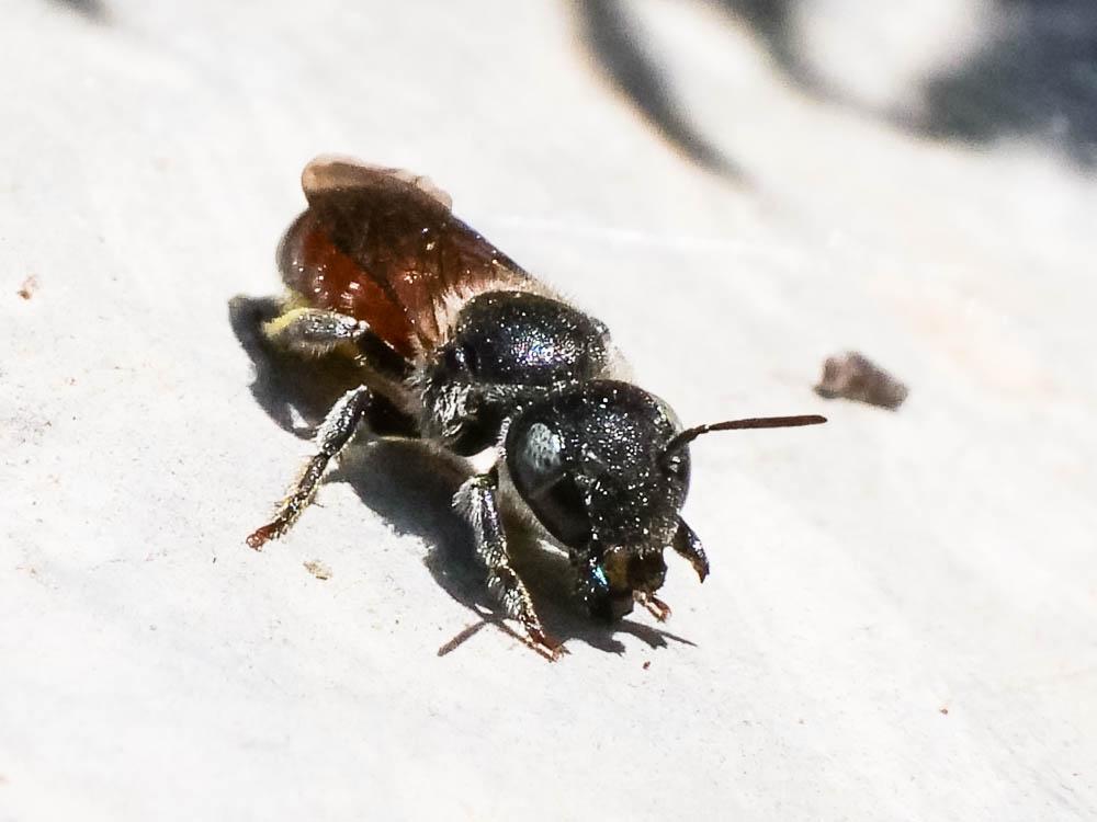 Osmia andrenoides Spinola, 1808