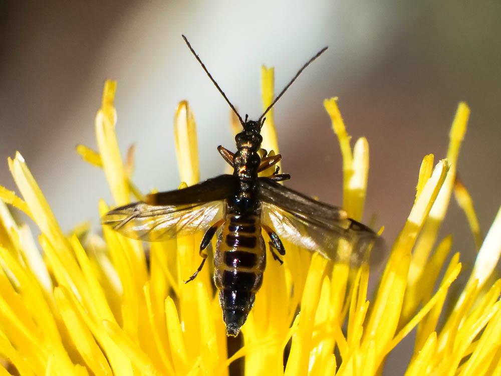  Oedemera barbara (Fabricius, 1792)